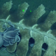 An octopus clinging to the skeleton. The greenish fuzzy parts on the bone are bone-eating worms.